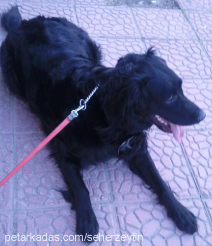 zeytin Dişi Flat Coated Retriever