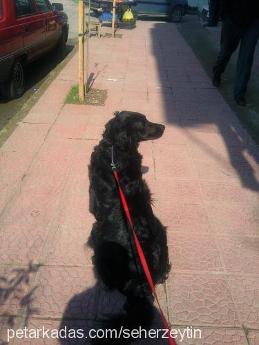 zeytin Dişi Flat Coated Retriever