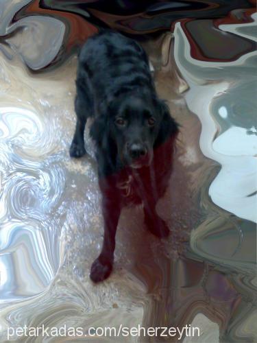 zeytin Dişi Flat Coated Retriever