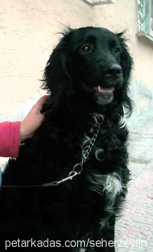 zeytin Dişi Flat Coated Retriever