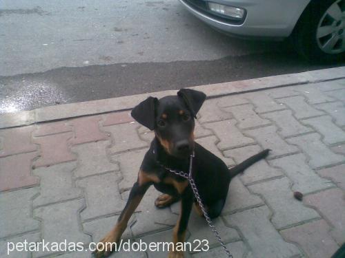 Şiva Dişi Doberman Pinscher