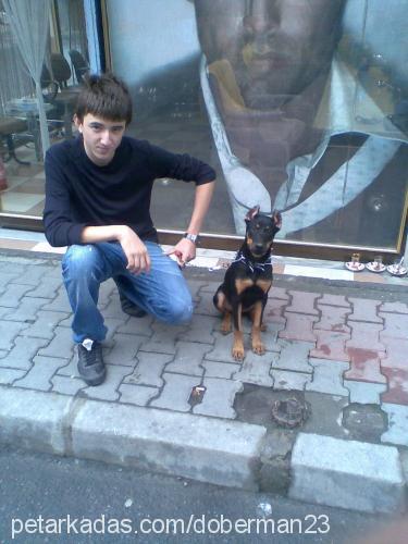 Şiva Dişi Doberman Pinscher