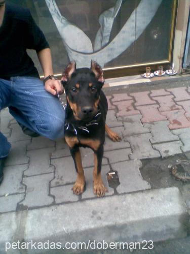 Şiva Dişi Doberman Pinscher