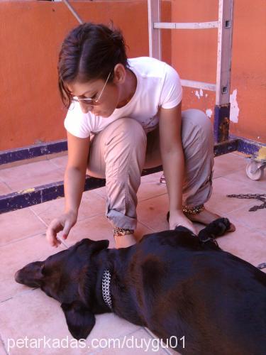 yunic Erkek Labrador Retriever