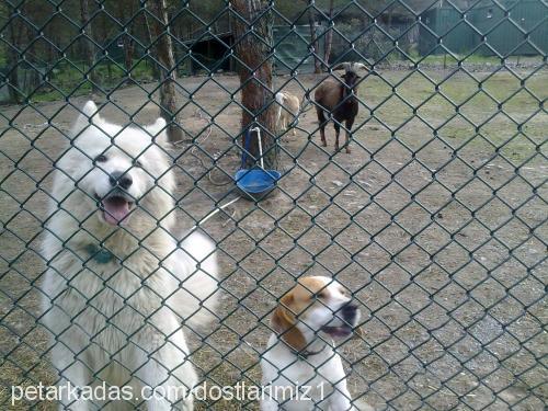 leydİ Dişi Samoyed