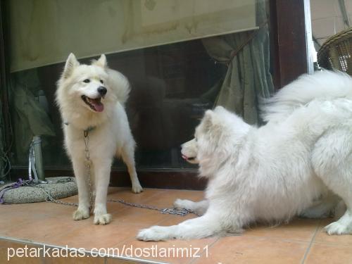 leydİ Dişi Samoyed