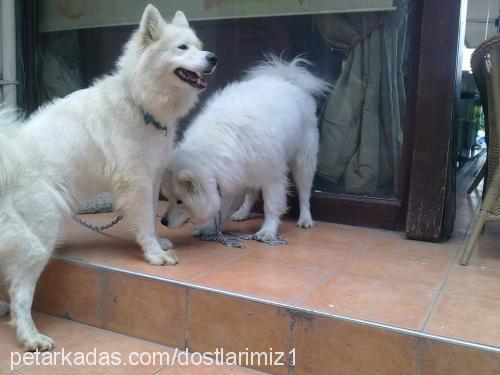 leydİ Dişi Samoyed