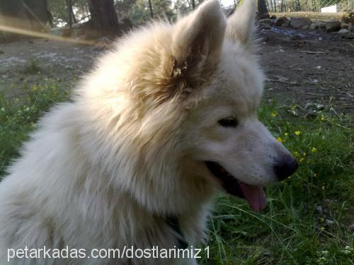 leydİ Dişi Samoyed