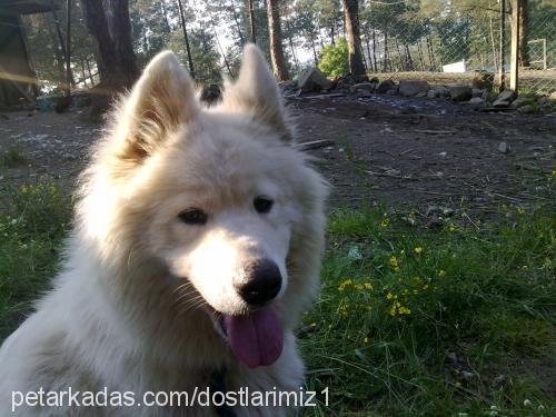 leydİ Dişi Samoyed