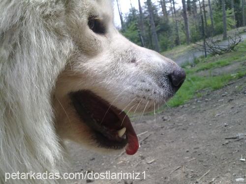 leydİ Dişi Samoyed