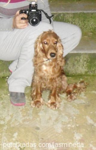 cano Dişi İngiliz Cocker Spaniel