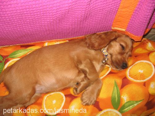 cano Dişi İngiliz Cocker Spaniel