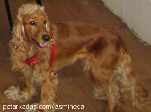 cano Dişi İngiliz Cocker Spaniel