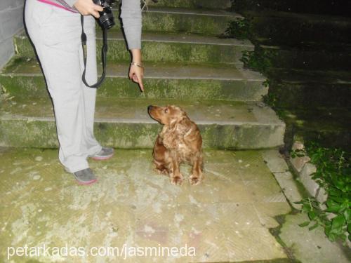 cano Dişi İngiliz Cocker Spaniel