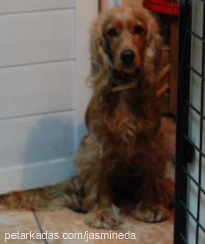 cano Dişi İngiliz Cocker Spaniel