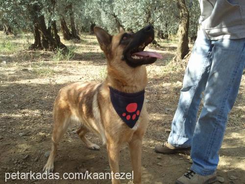 zeytin Dişi Belçika Malinois