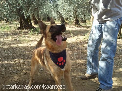 zeytin Dişi Belçika Malinois