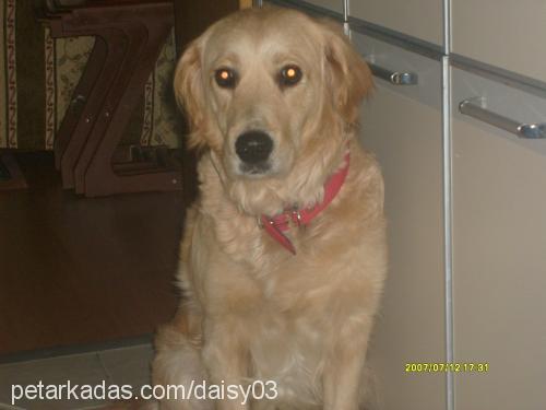 daisy Dişi Golden Retriever