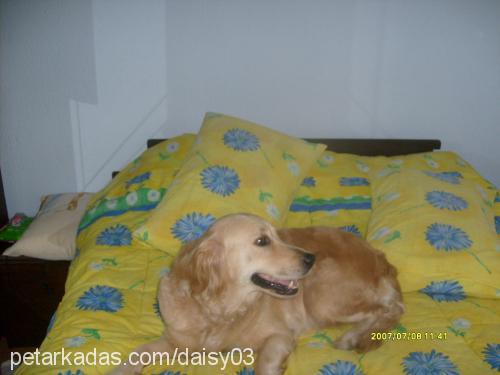 daisy Dişi Golden Retriever