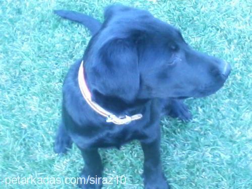 Şiraz Dişi Labrador Retriever