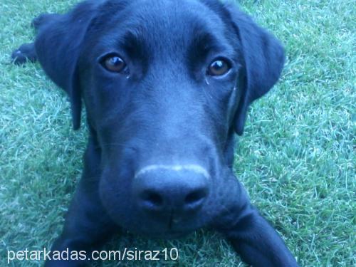 Şiraz Dişi Labrador Retriever