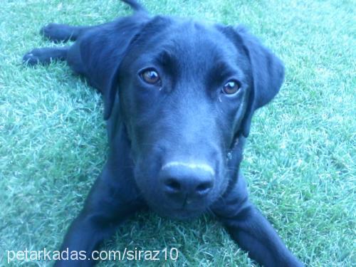 Şiraz Dişi Labrador Retriever