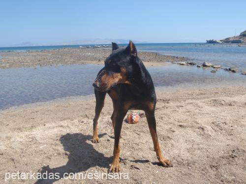 hera Dişi Doberman Pinscher