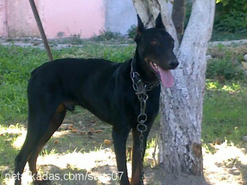 şans Erkek Doberman Pinscher