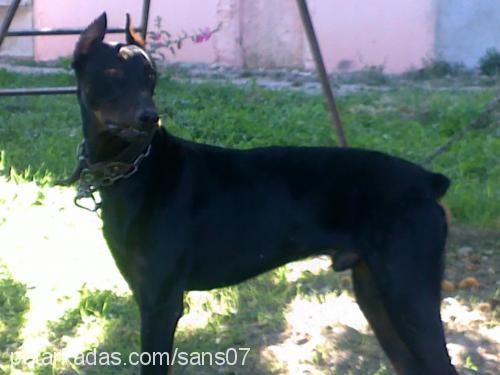 şans Erkek Doberman Pinscher