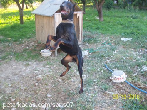 şans Erkek Doberman Pinscher