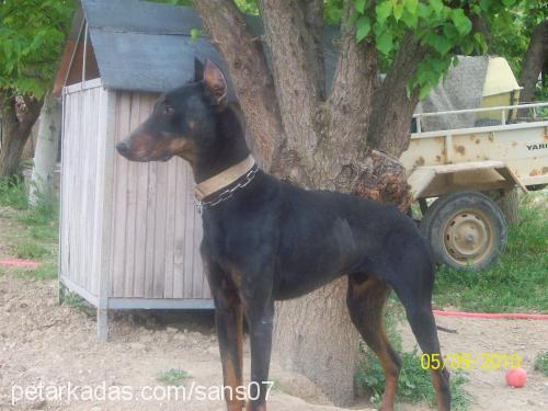 şans Erkek Doberman Pinscher