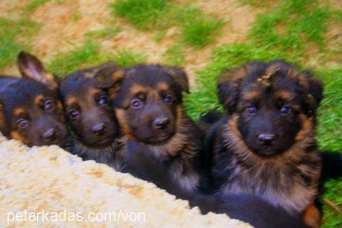 paiki Dişi Alman Çoban Köpeği