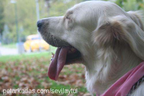 maggie Dişi Golden Retriever