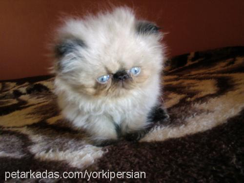 candy Dişi Himalayan