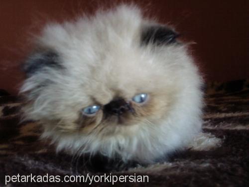 candy Dişi Himalayan