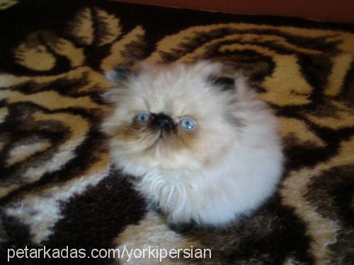 candy Dişi Himalayan