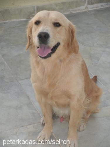 ateş Erkek Golden Retriever