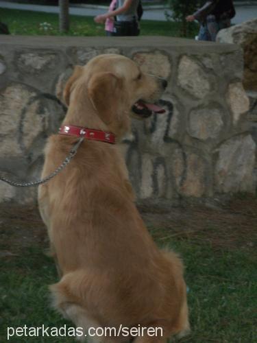 ateş Erkek Golden Retriever