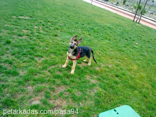 paşa Erkek Alman Çoban Köpeği