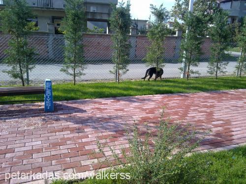 rex Dişi Alman Çoban Köpeği