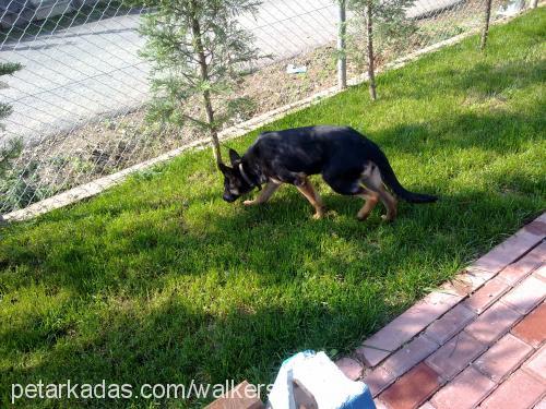 rex Dişi Alman Çoban Köpeği