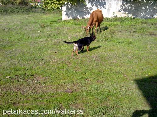 rex Dişi Alman Çoban Köpeği