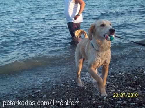 limon Dişi Golden Retriever