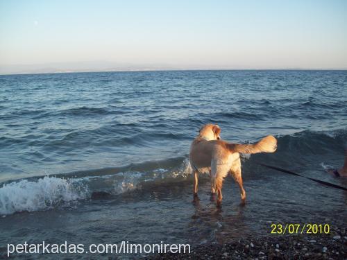 limon Dişi Golden Retriever