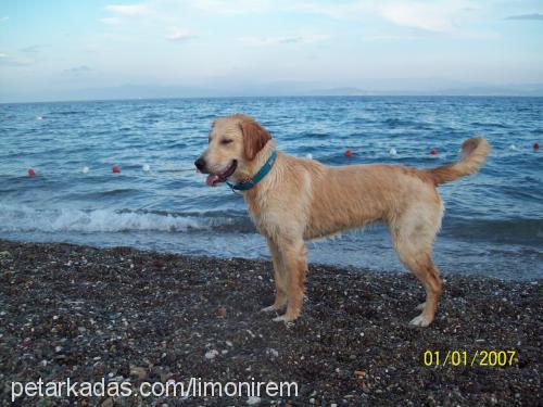 limon Dişi Golden Retriever