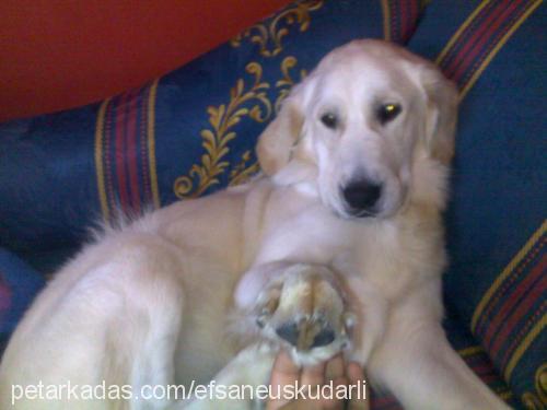 biber Erkek Golden Retriever