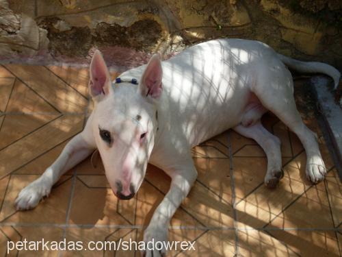 rex Erkek Bull Terrier