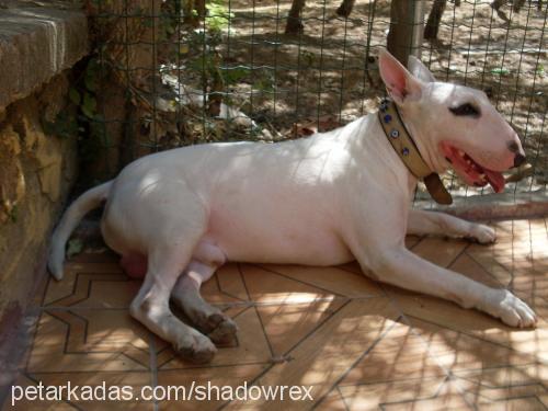 rex Erkek Bull Terrier