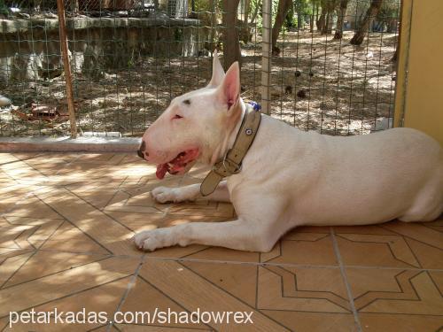 rex Erkek Bull Terrier