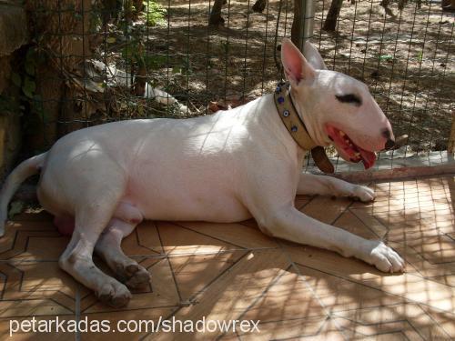 rex Erkek Bull Terrier